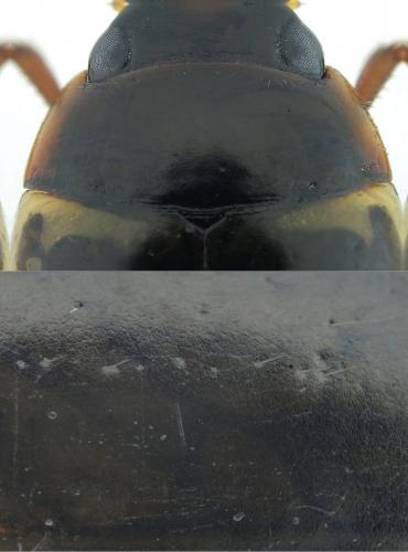 Réf. 202 365 : Agabus paludosus